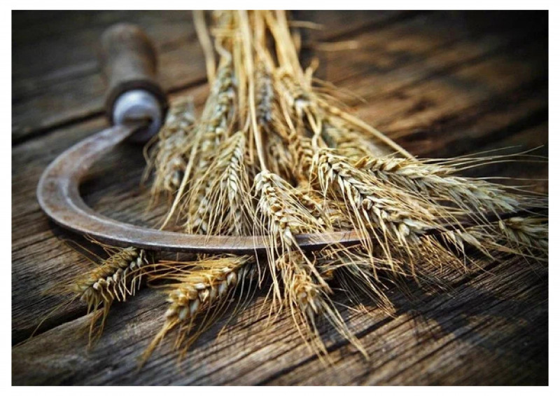 Серп Травник-25